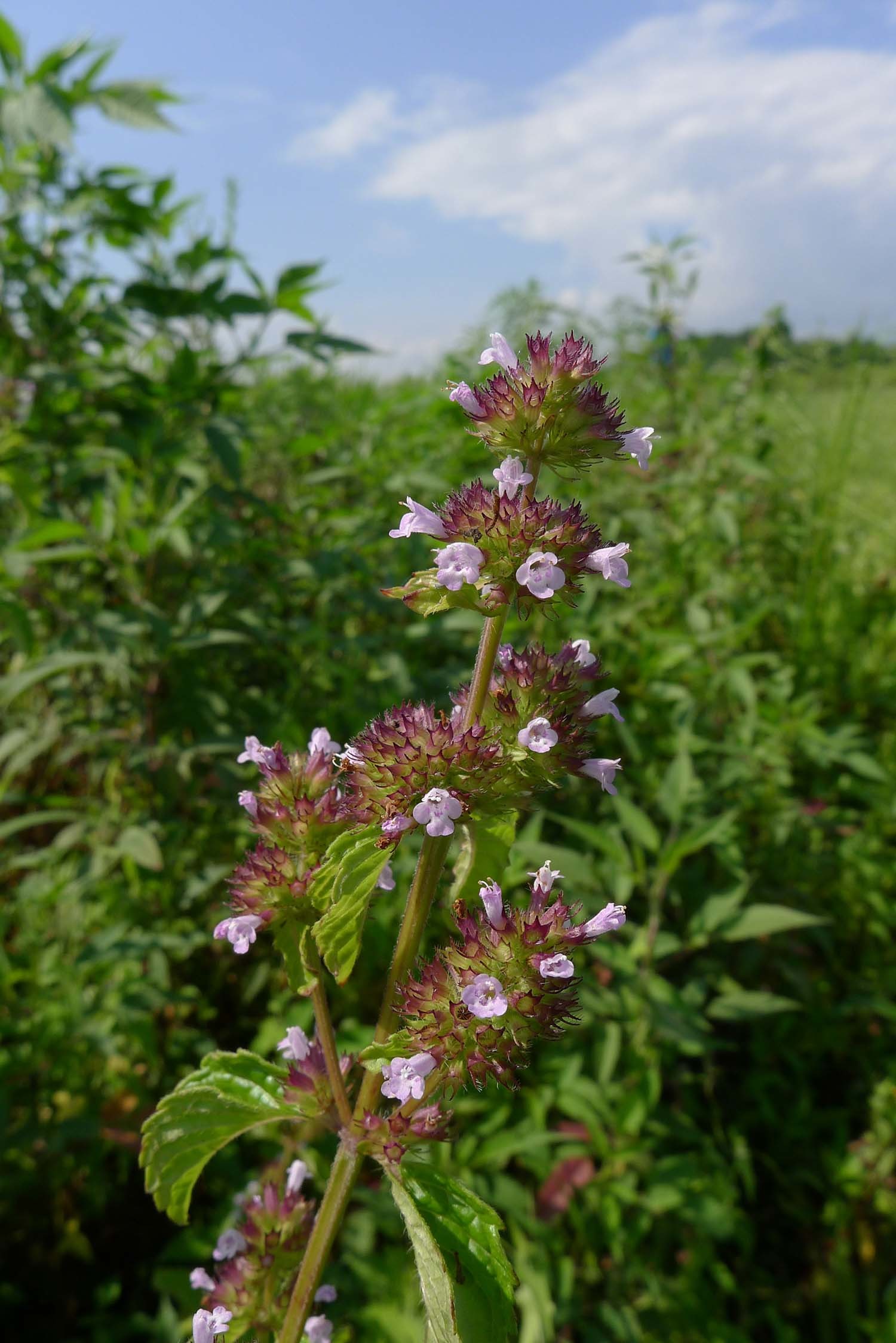 산층층이 꽃 / 국립생물자원관