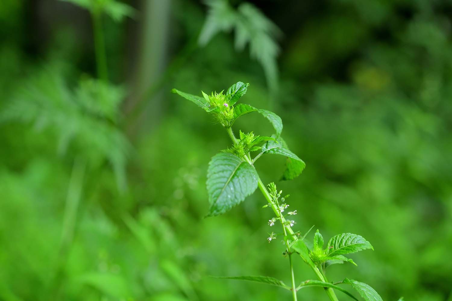 산층층이 / 국립생물자원관