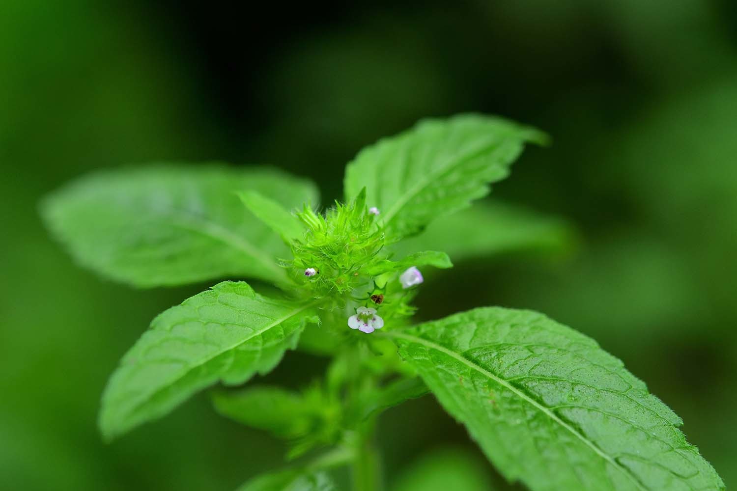 산층층이 / 국립생물자원관