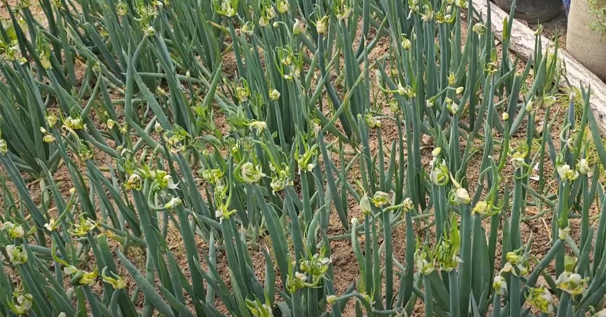 삼동파 / '내산내들' 유튜브