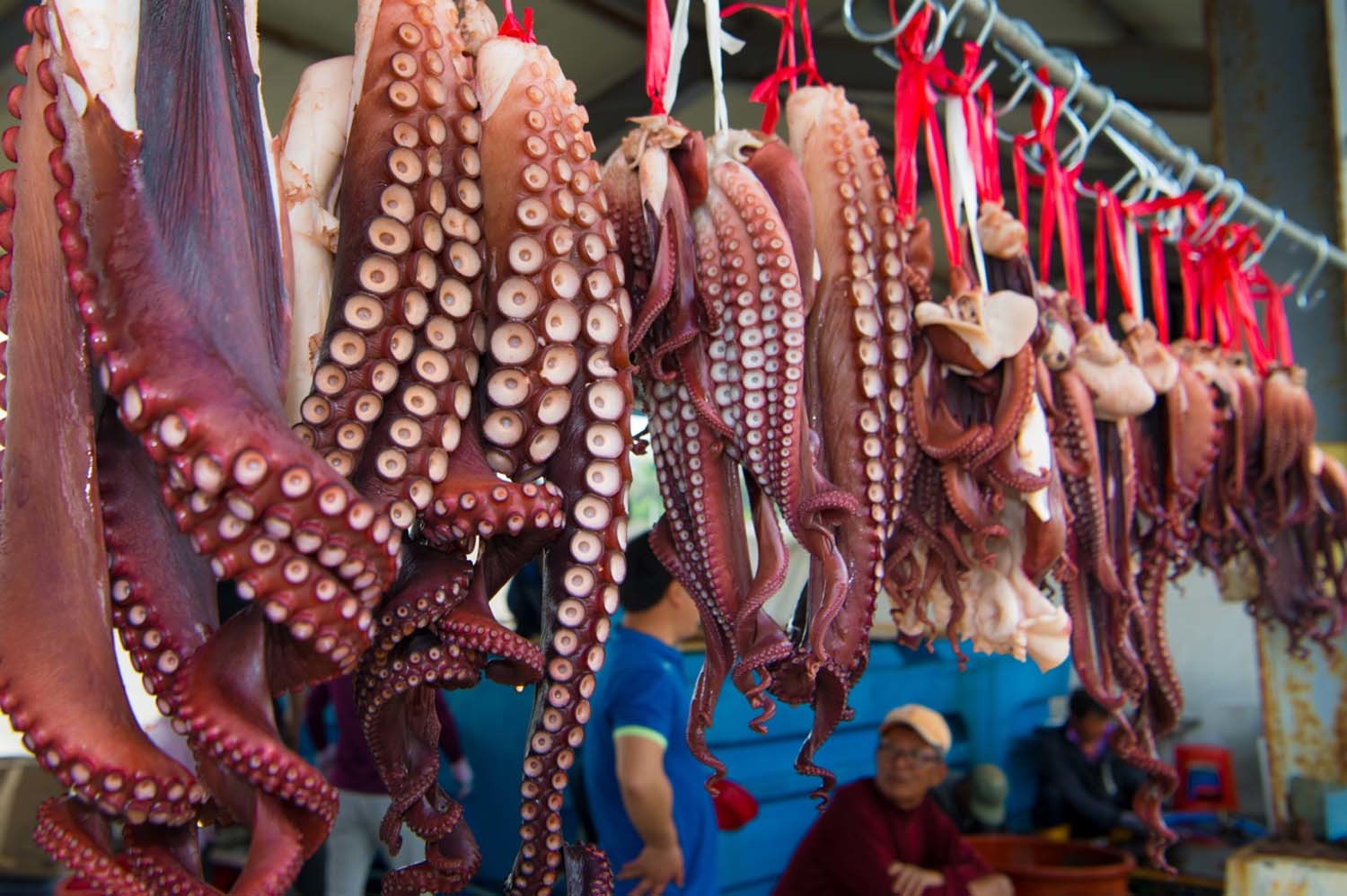 대문어 / 고성군 제공