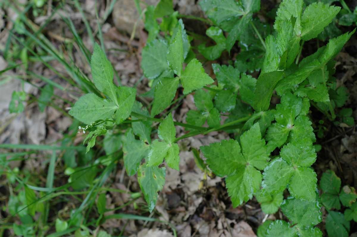 파드득나물. 자료사진. /  국립수목원