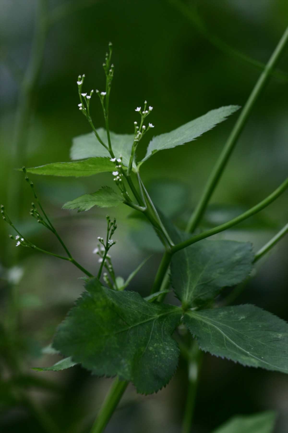 파드득나물 꽃 자료사진. /  국립수목원