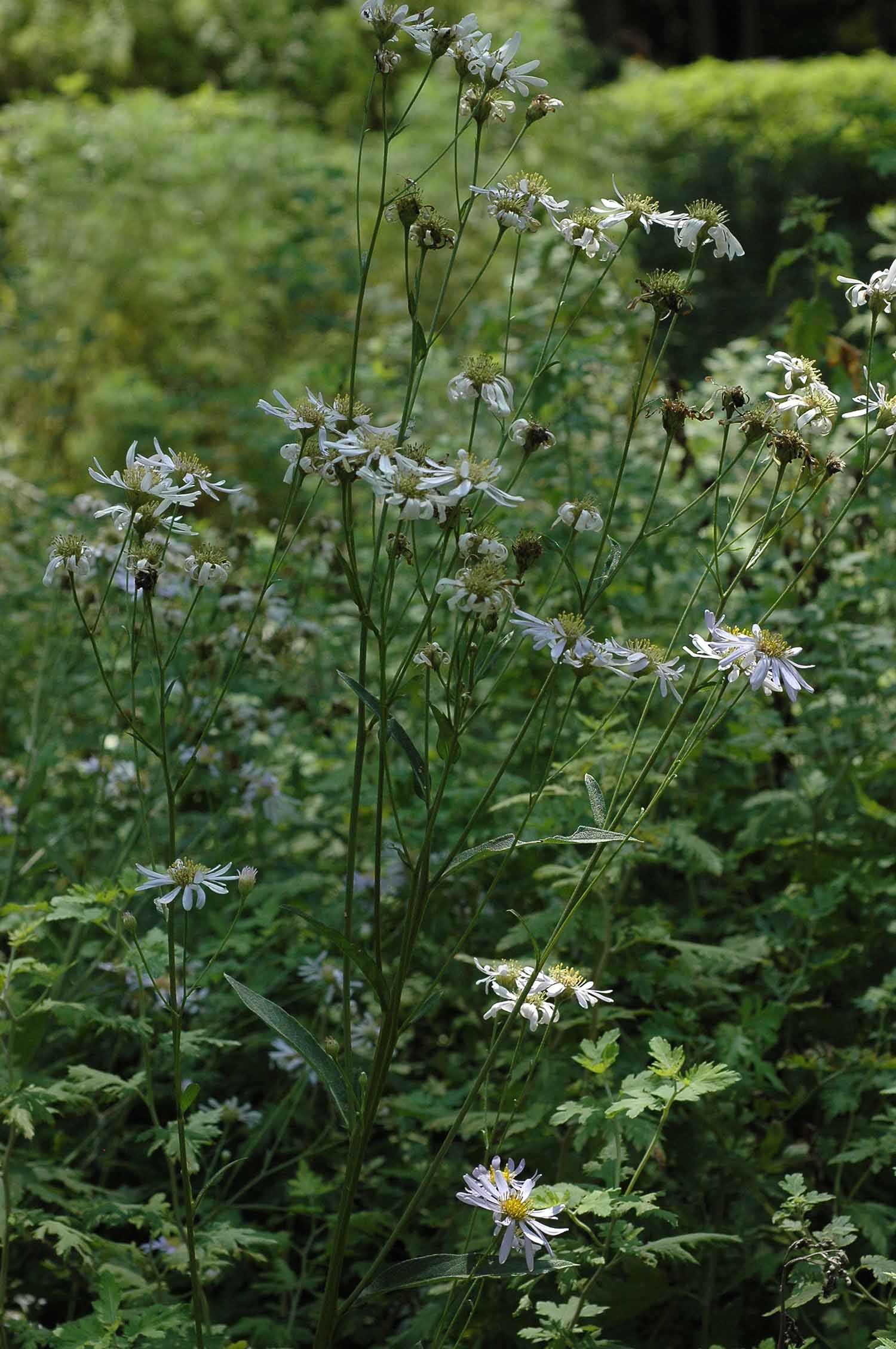 개미취(반혼초) / 국립생물자원관