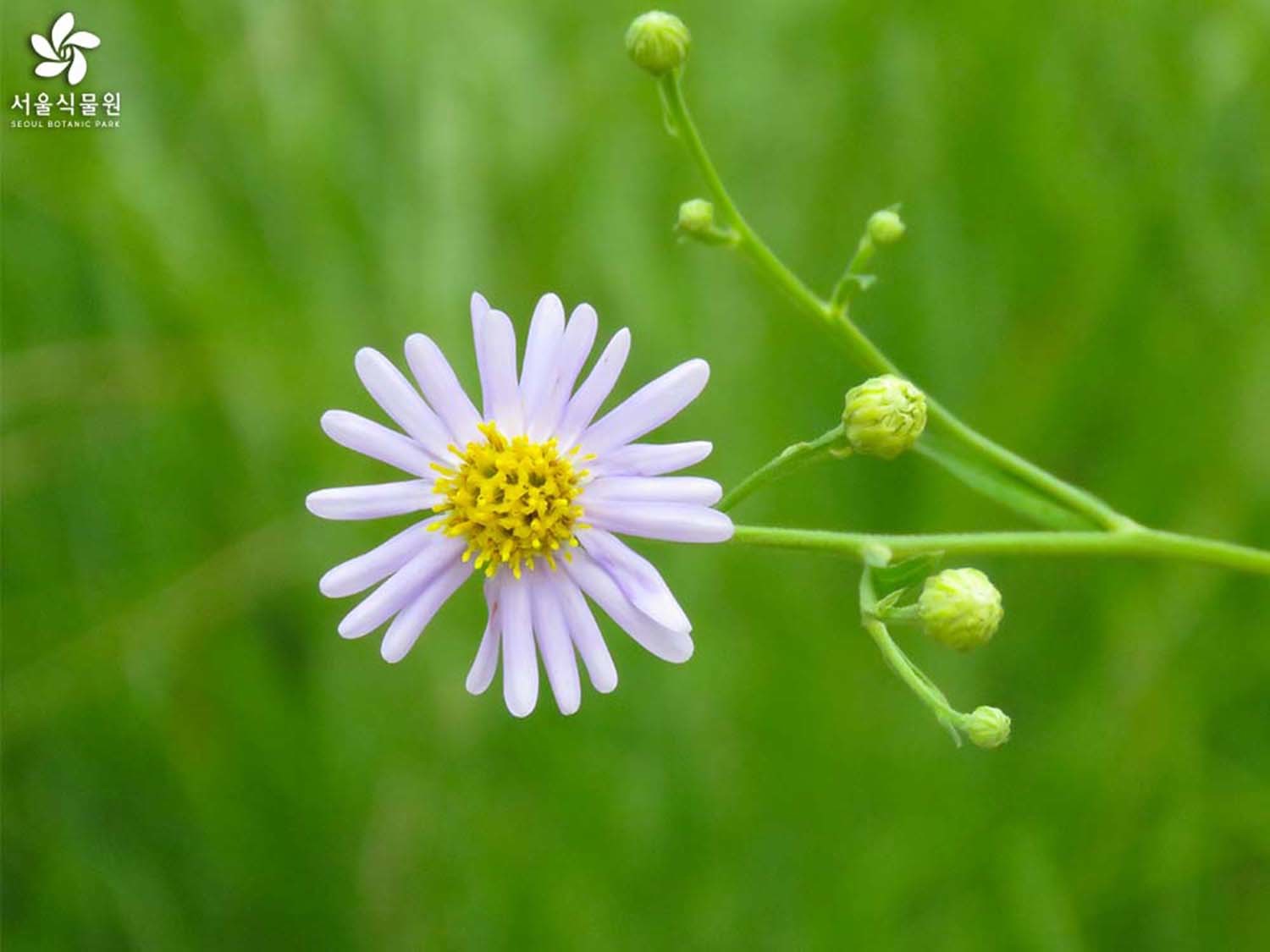 개미취(반혼초) / 서울식물원