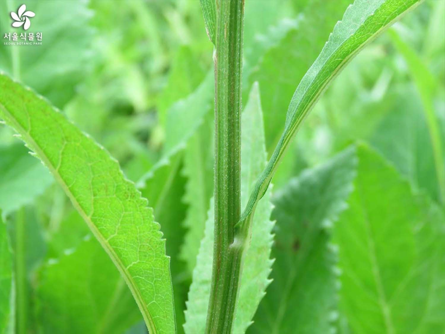 개미취(반혼초) / 서울식물원