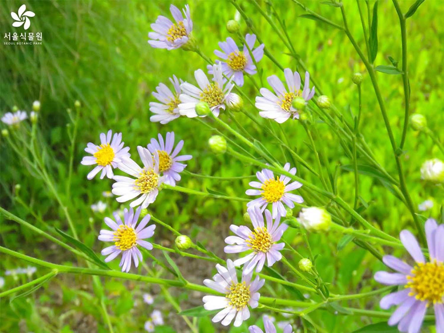 개미취(반혼초) / 서울식물원