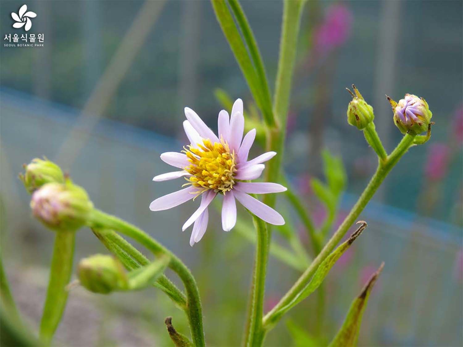 개미취(반혼초) / 서울식물원