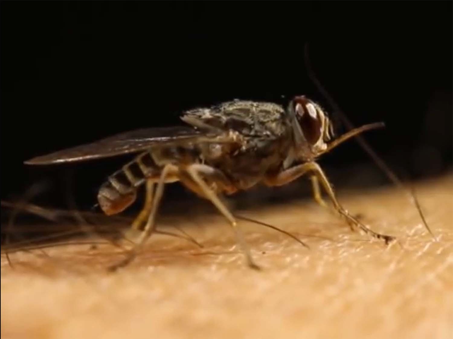 체체파리 / 'The Lancet' 유튜브