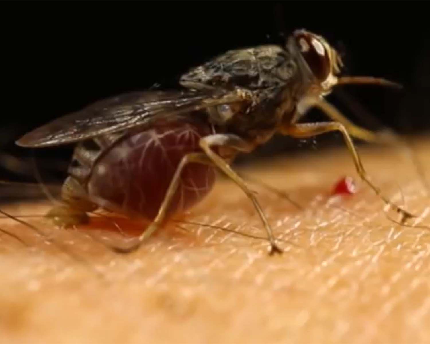 피를 빨아서 배가 볼록해진 체체파리 / 'The Lancet' 유튜브