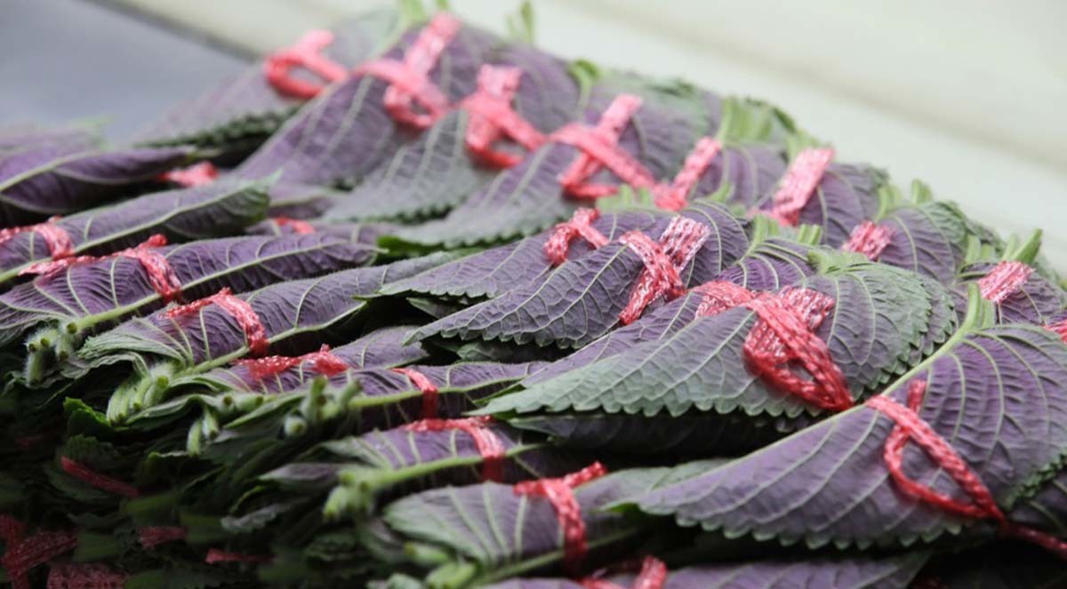 깻잎 / 연합뉴스