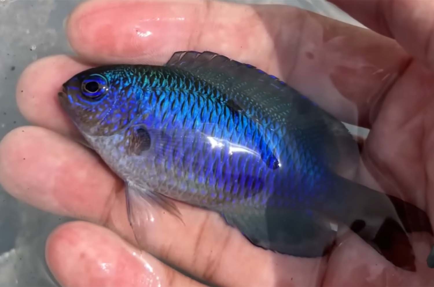 파랑돔 / JIBS 뉴스