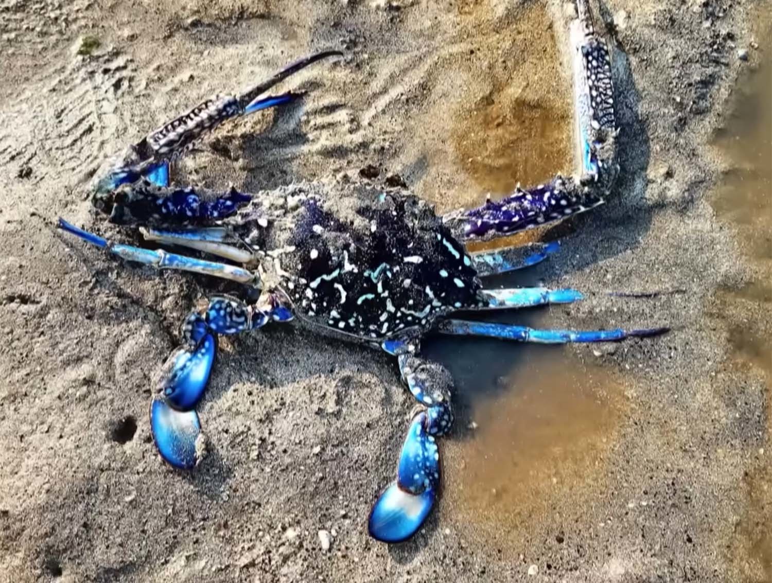 아열대 청색꽃게     / JIBS