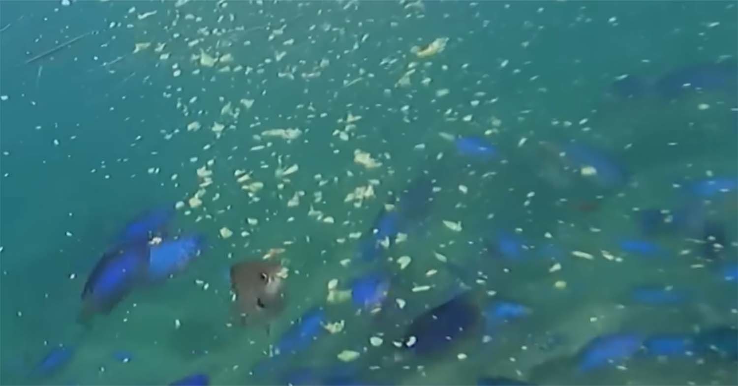 파랑돔 / JIBS 뉴스