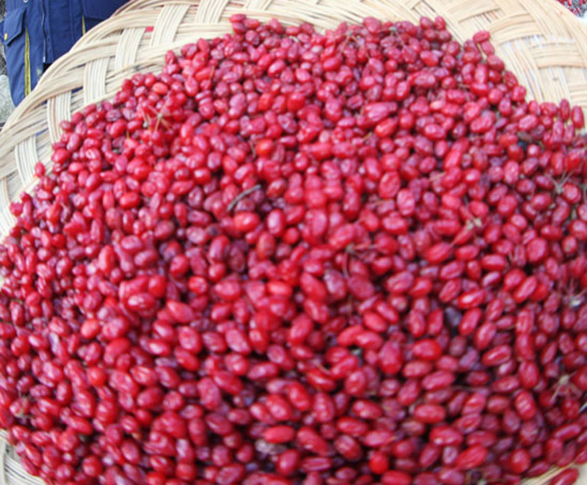 산수유 / 함양군 제공