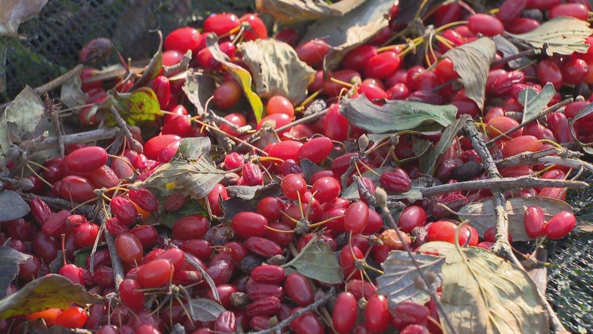 산수유 / 연합뉴스