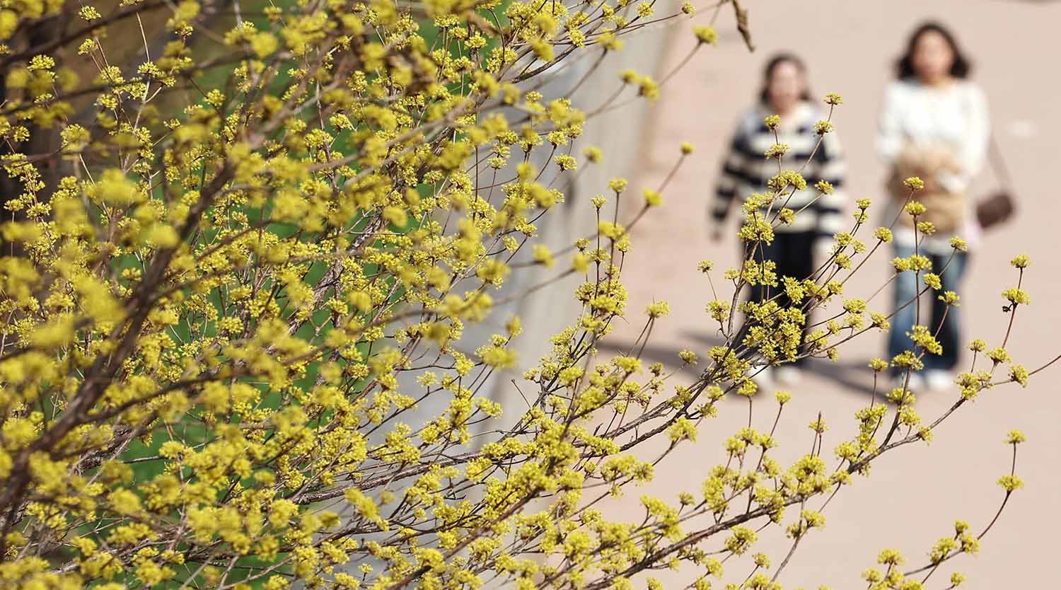 산수유 꽃 / 뉴스1