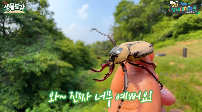 대형 사슴풍뎅이 수컷 / 유튜브 'TV생물도감'