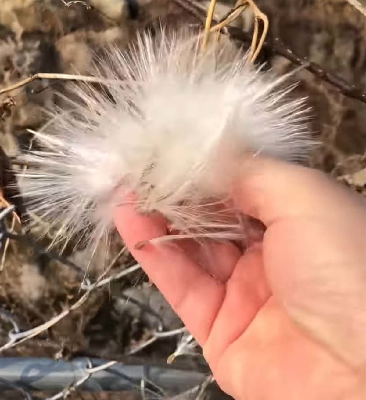 박주가리 씨앗 / '특종TV' 유튜브