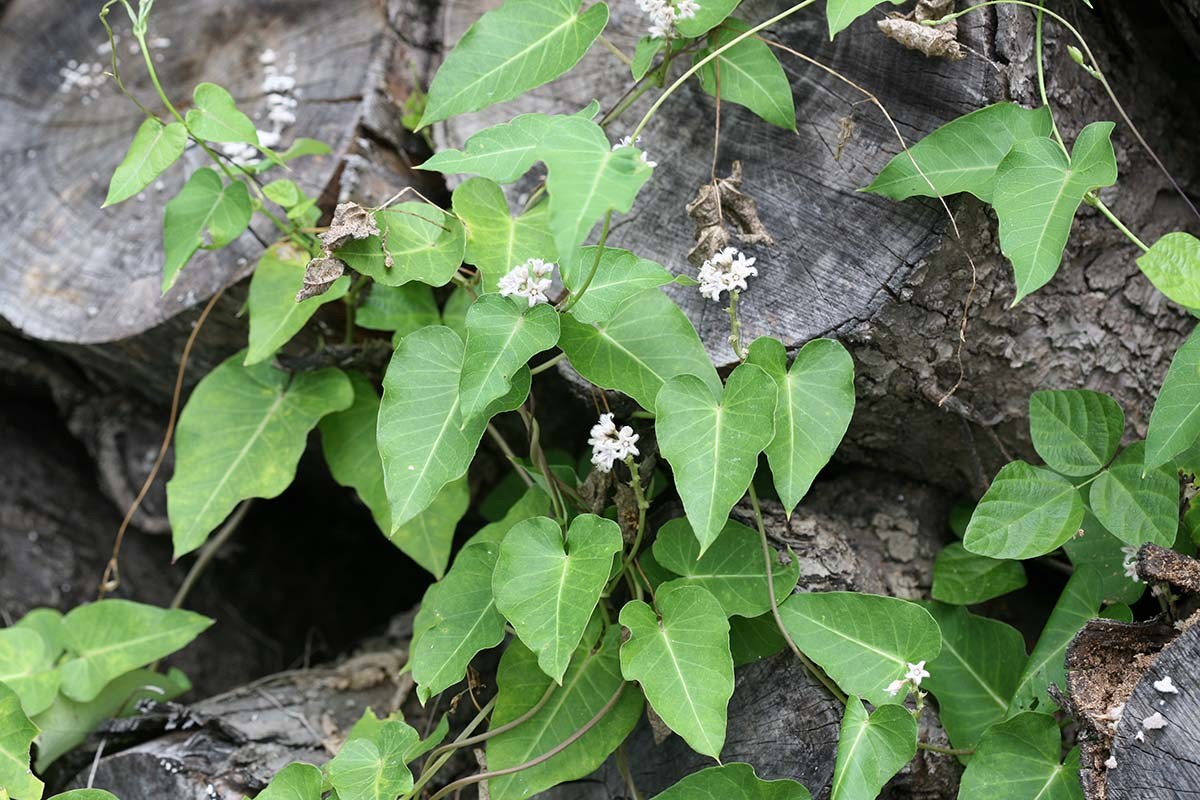 박주가리 / 국립생물자원관