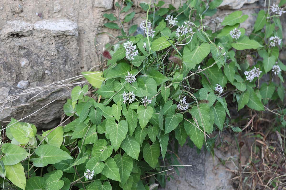 박주가리 / 국립생물자원관