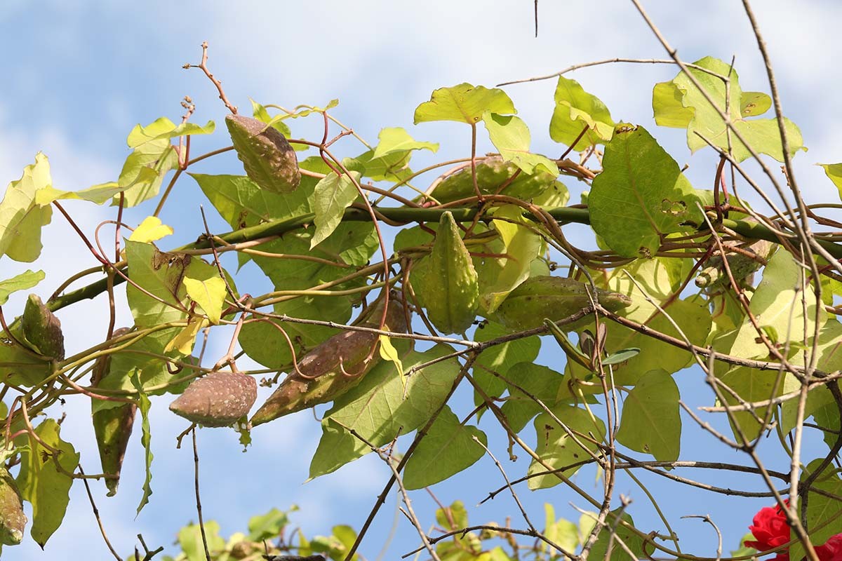 박주가리 / 국립생물자원관