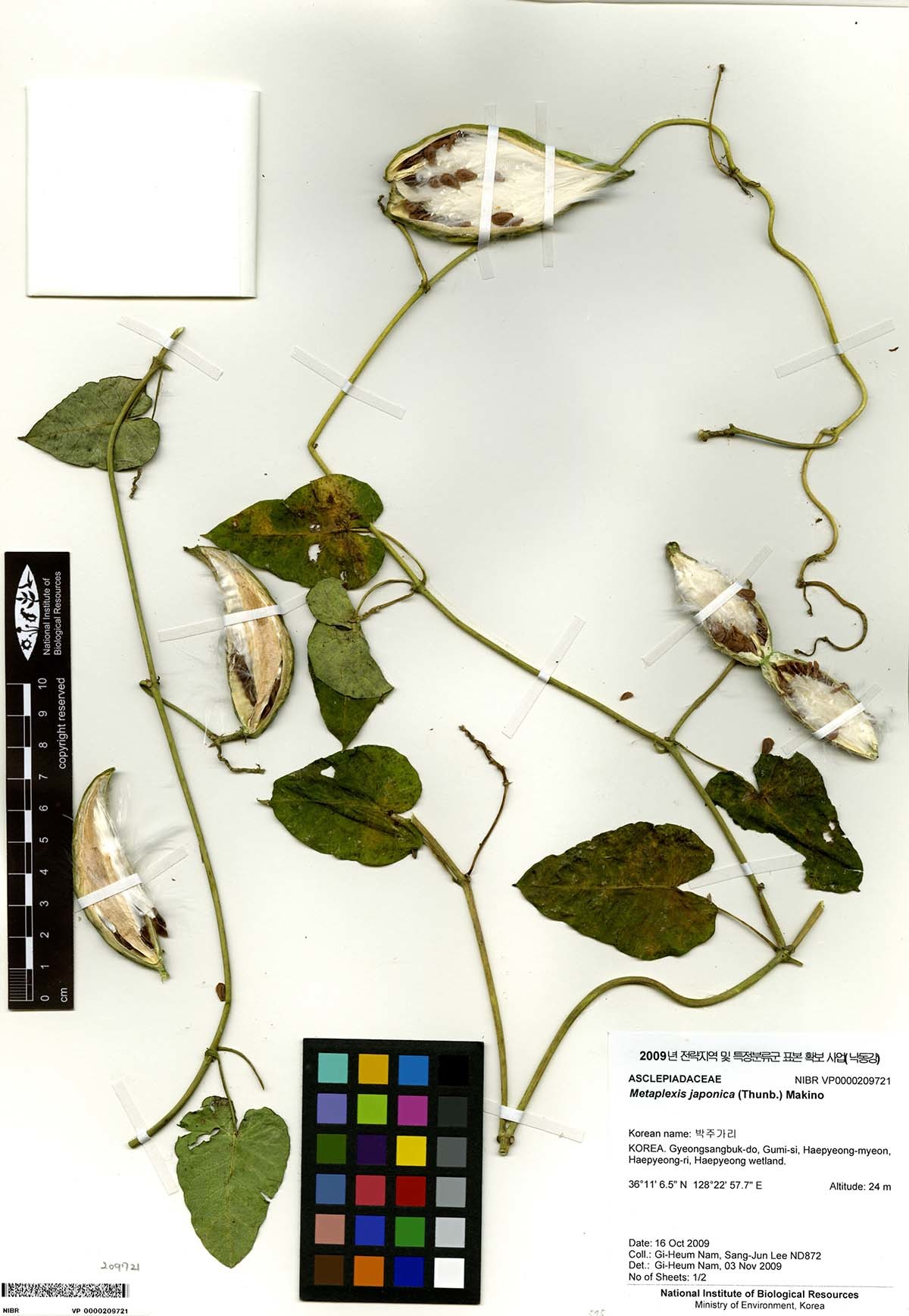 박주가리 / 국립생물자원관