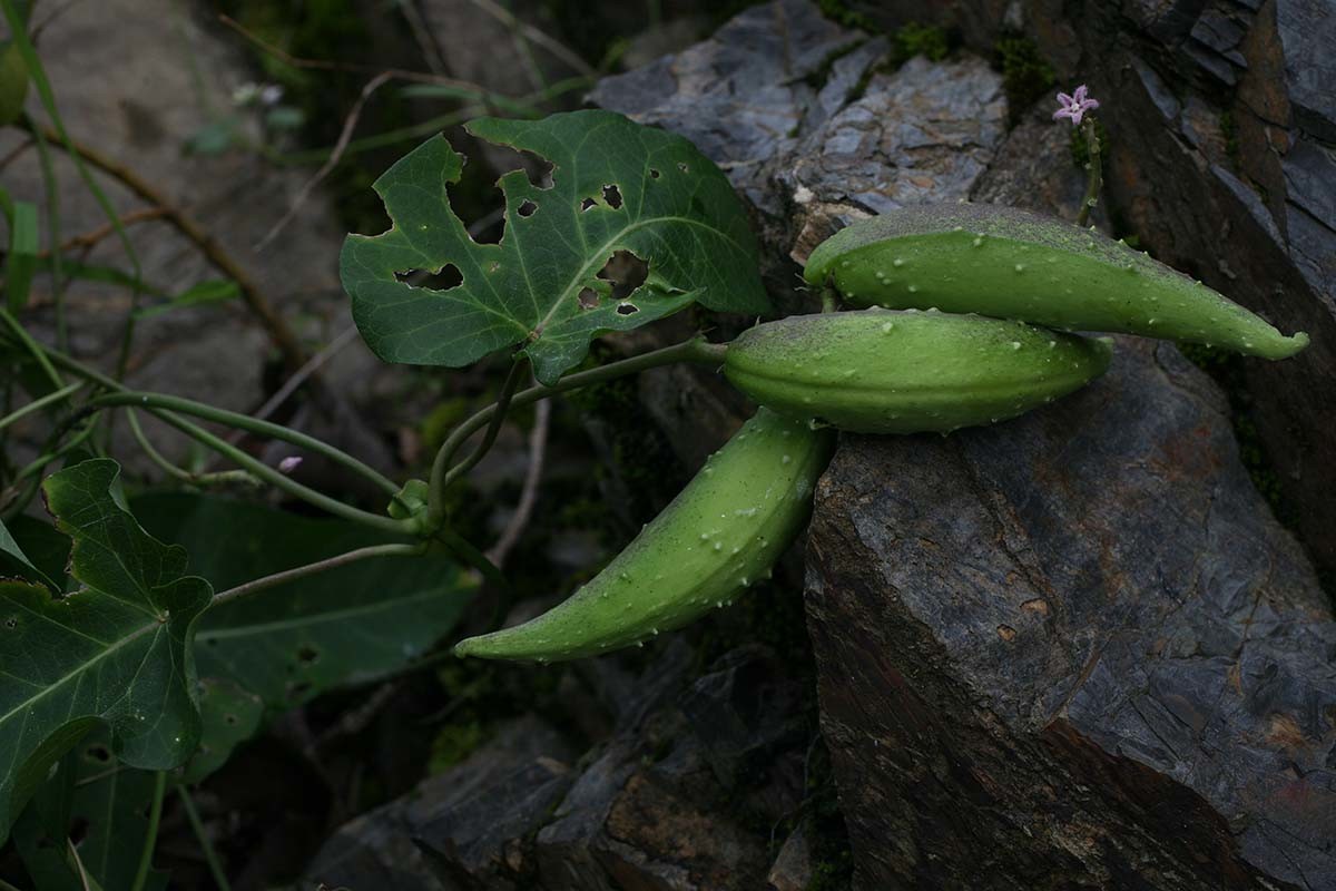 박주가리 / 국립생물자원관