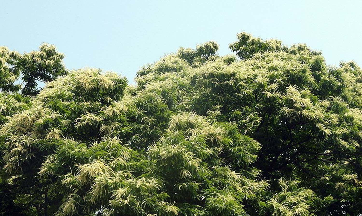 밤꽃 / 연합뉴스