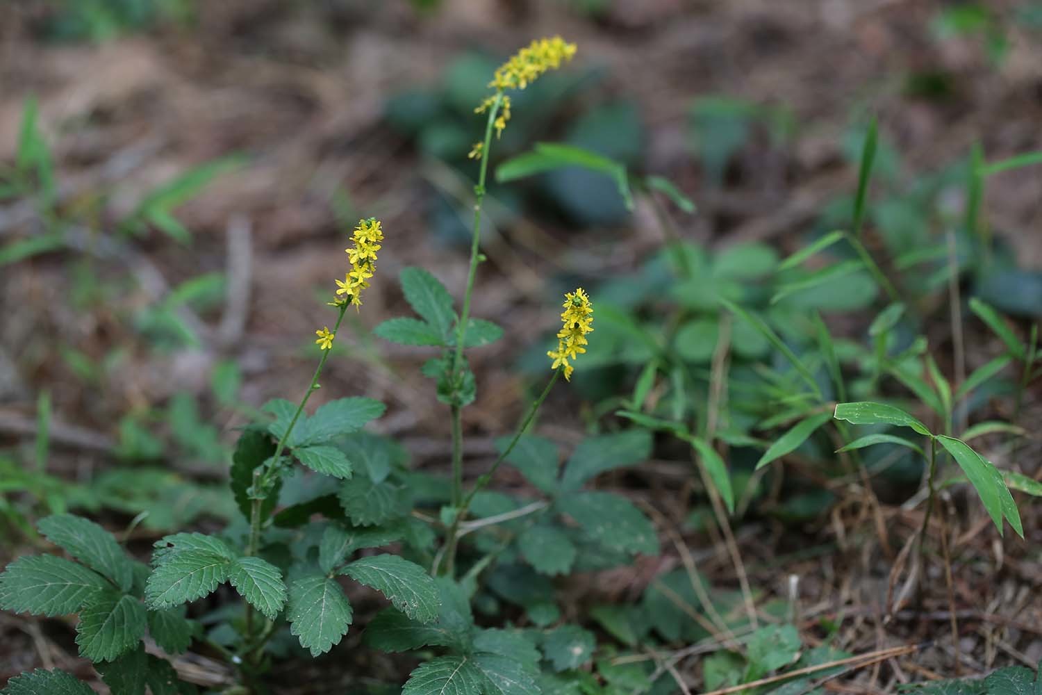 짚신나물 / 국립생물자원관