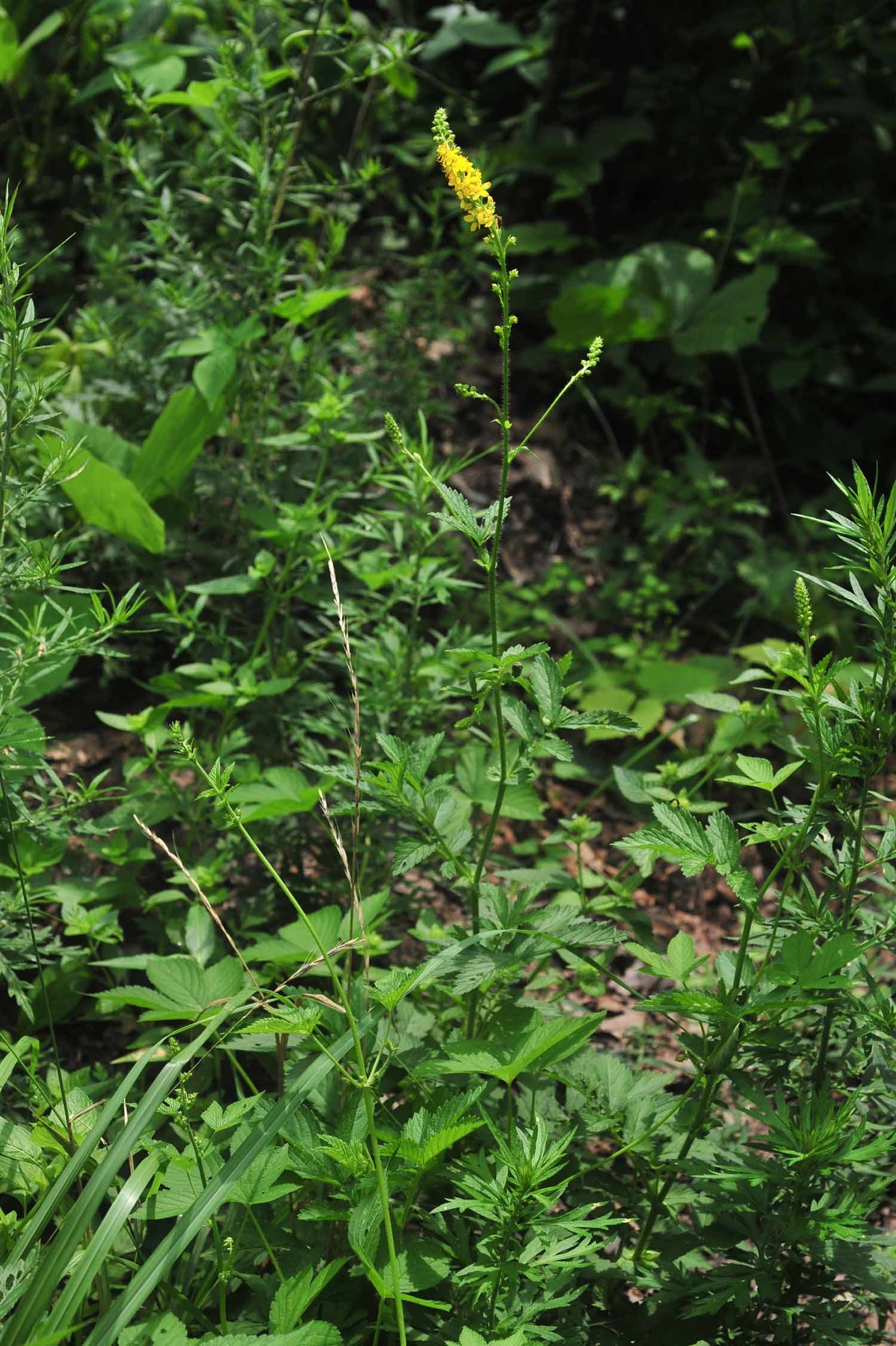 짚신나물 / 국립생물자원관