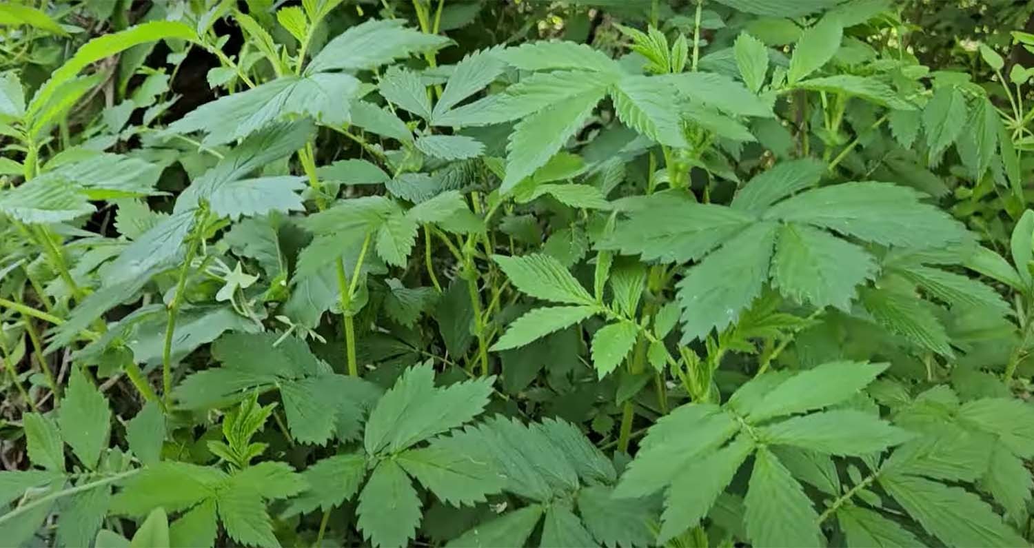 짚신나물 / '텃밭친구' 유튜브