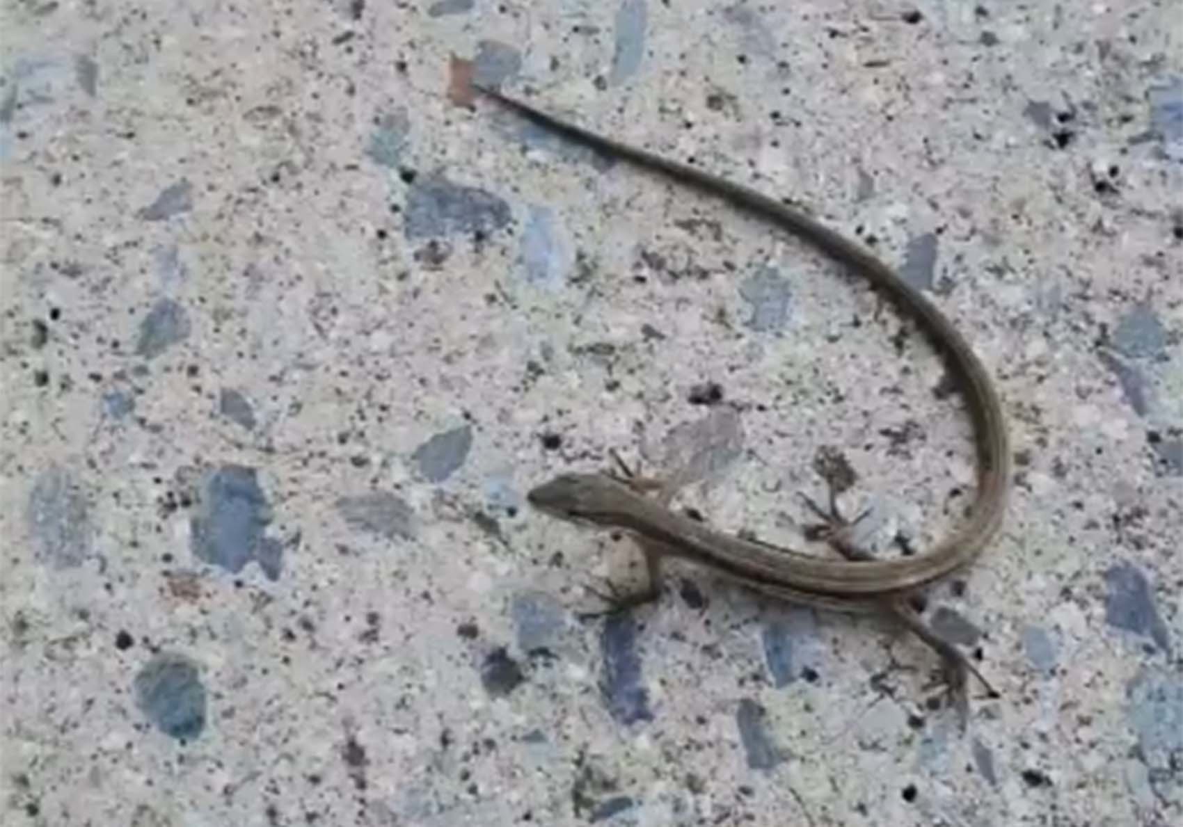 줄장지뱀. 12일 오전 광주 광산구의 한 건물 입구에서 발견됐다. /제보사진
