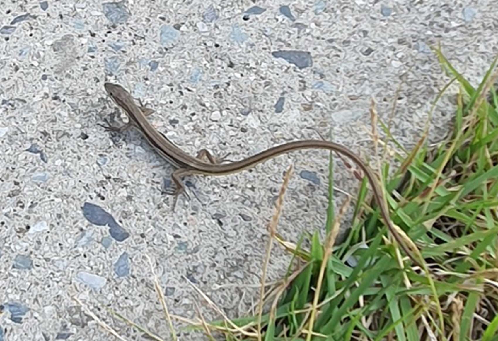 줄장지뱀. 12일 오전 광주 광산구의 한 건물 입구에서 발견됐다. /제보사진