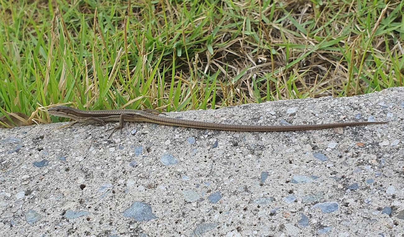 줄장지뱀. 12일 오전 광주 광산구의 한 건물 입구에서 발견됐다. /제보사진