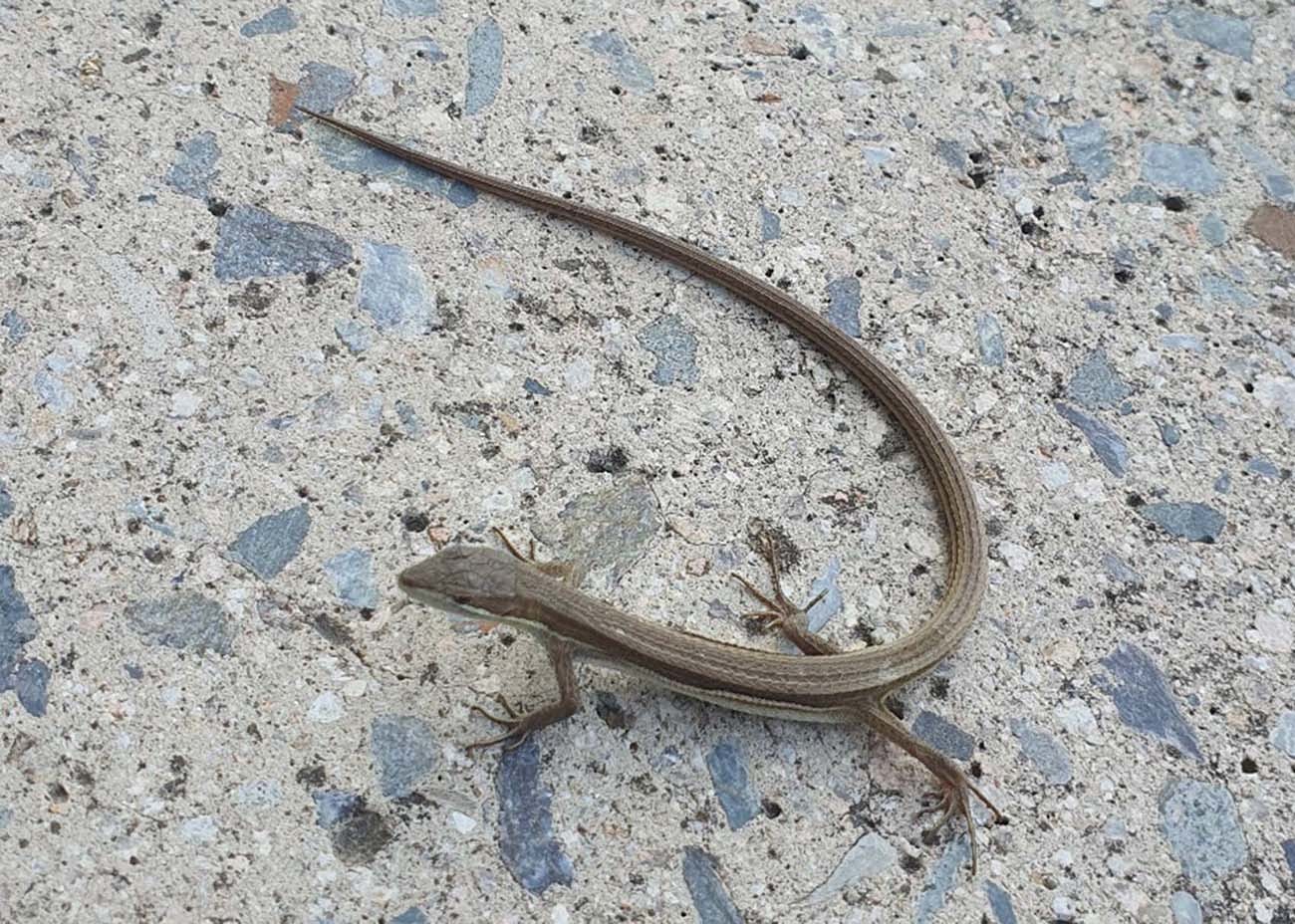 줄장지뱀. 12일 오전 광주 광산구의 한 건물 입구에서 발견됐다. /제보사진