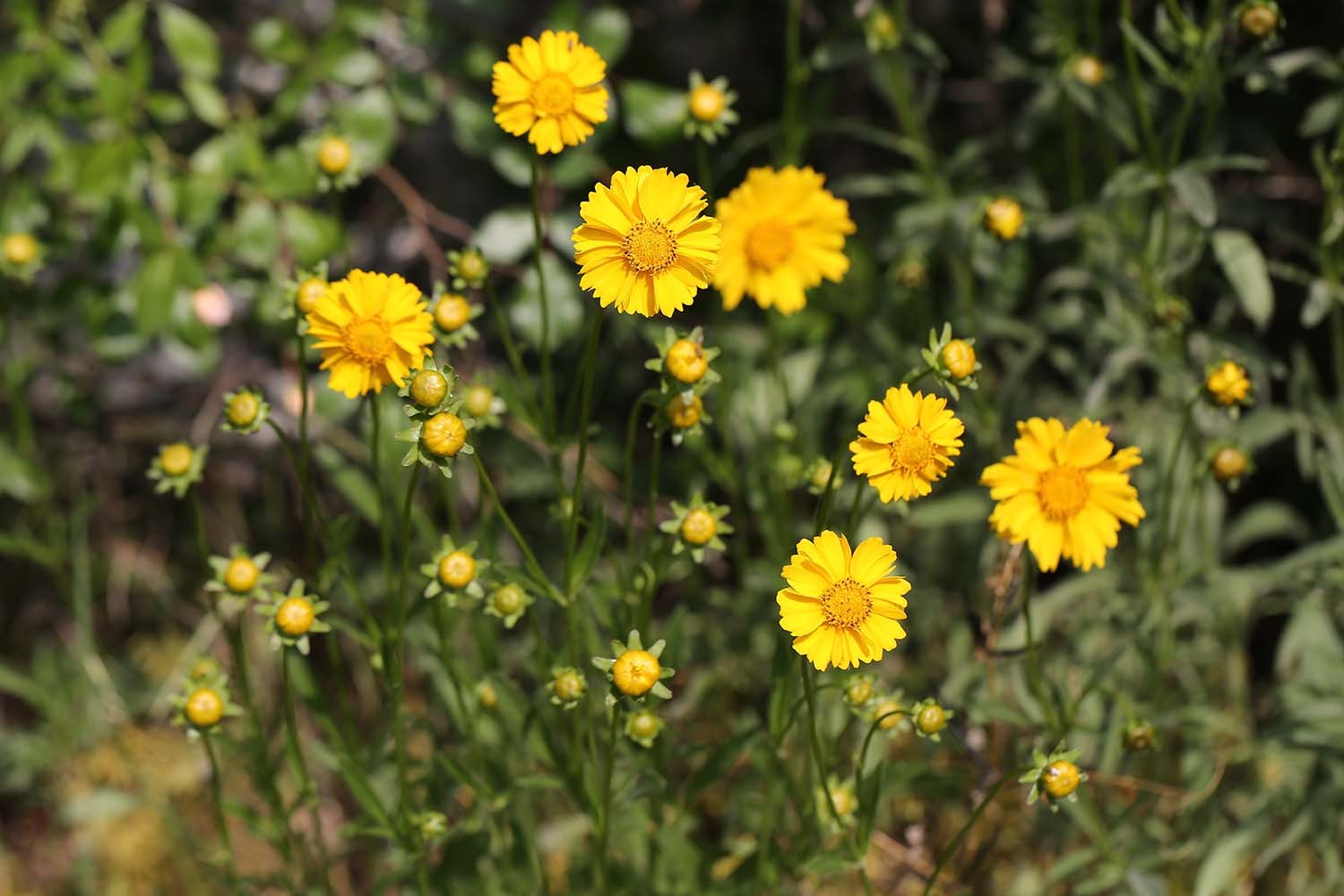 큰금계국 / 국립생물자원관