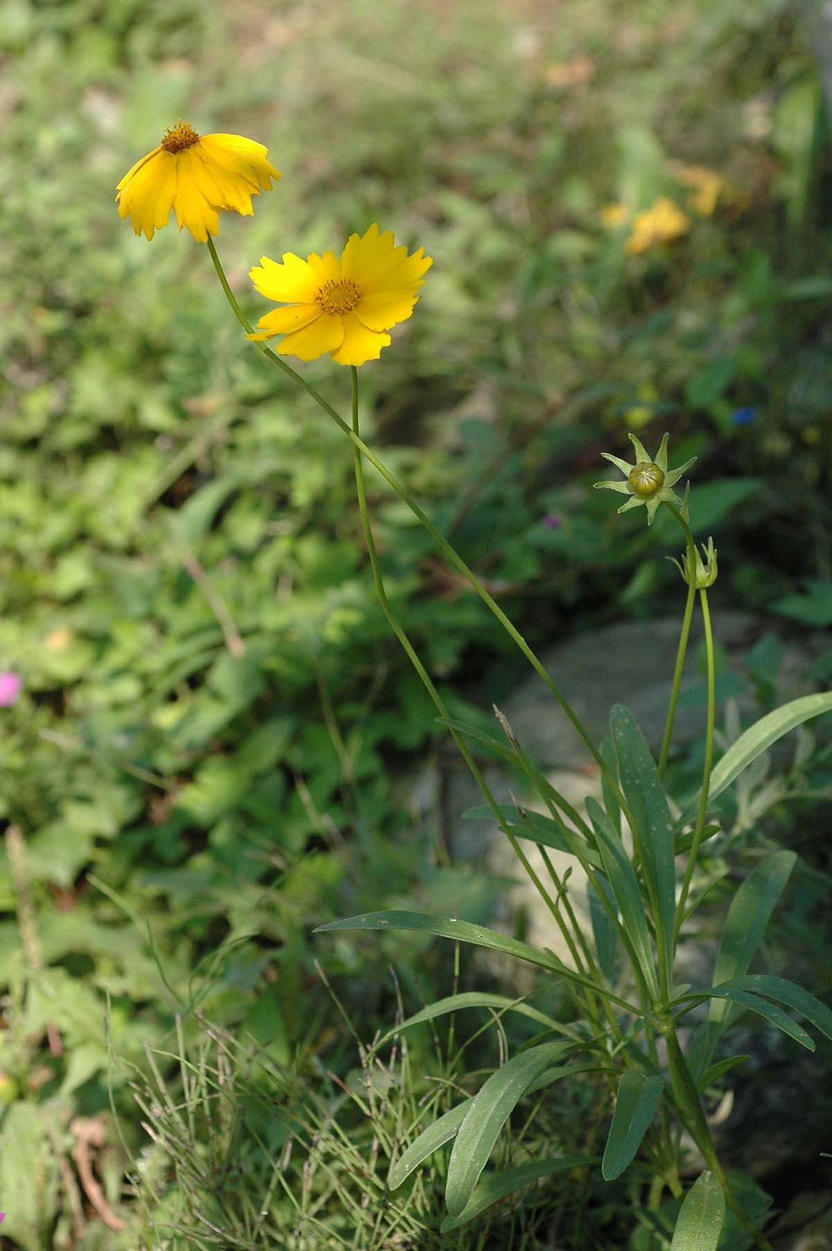 큰금계국 / 국립생물자원관