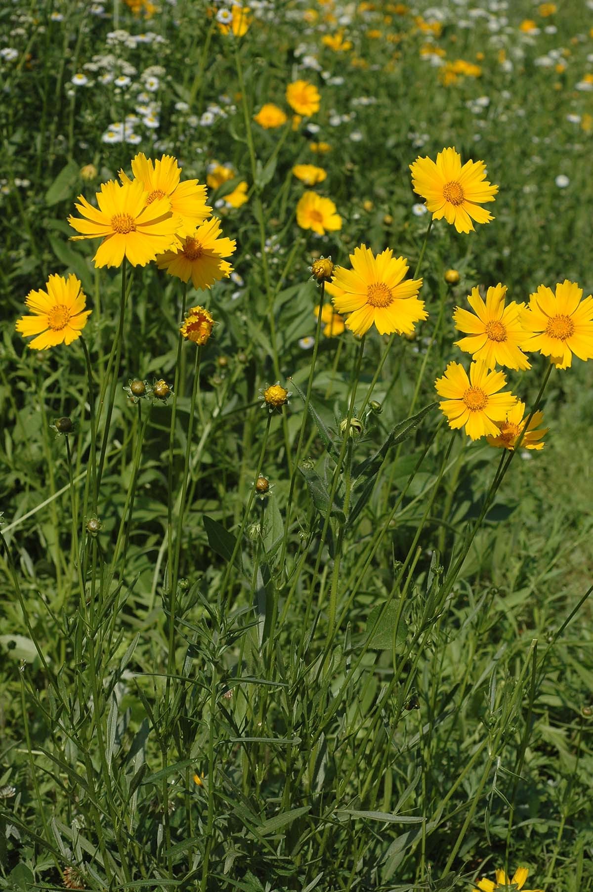 큰금계국 / 국립생물자원관