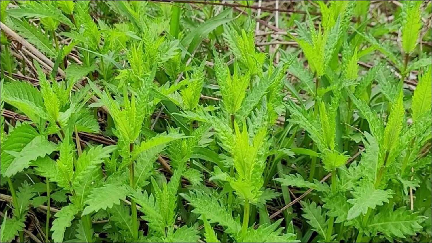 쉽싸리 / '텃밭친구' 유튜브