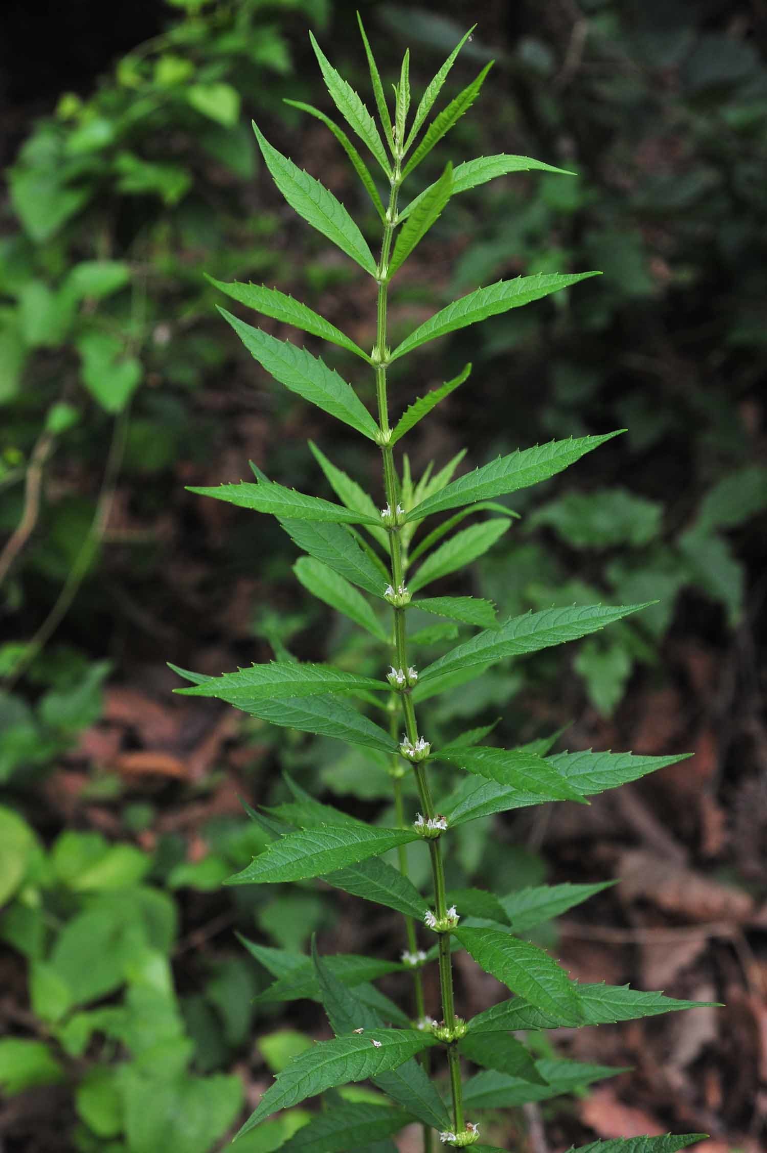 쉽싸리 / 국립생물자원관