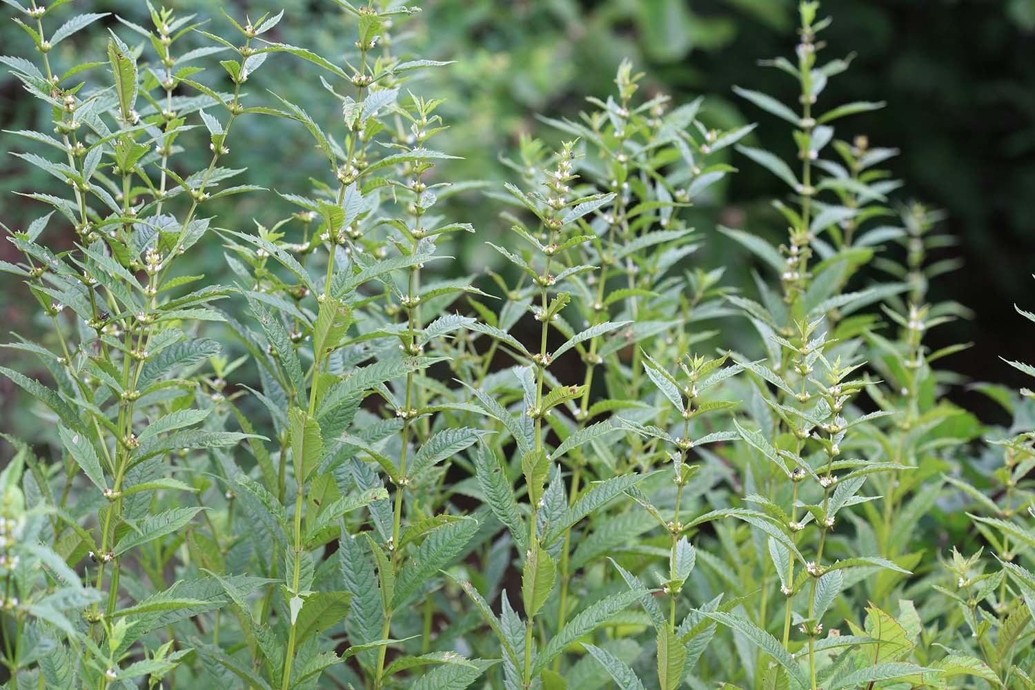 쉽싸리 / 국립생물자원관