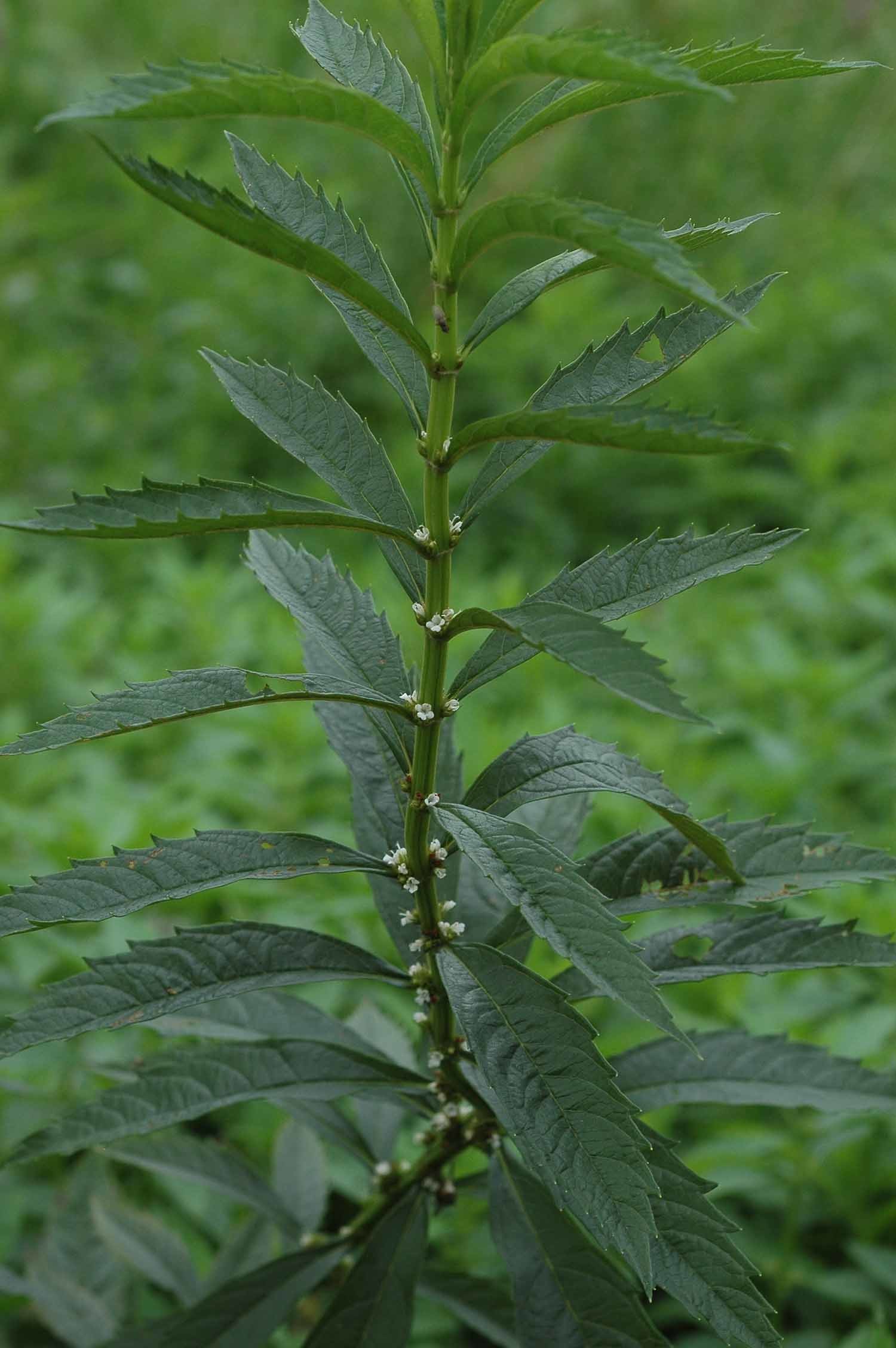 쉽싸리 / 국립생물자원관