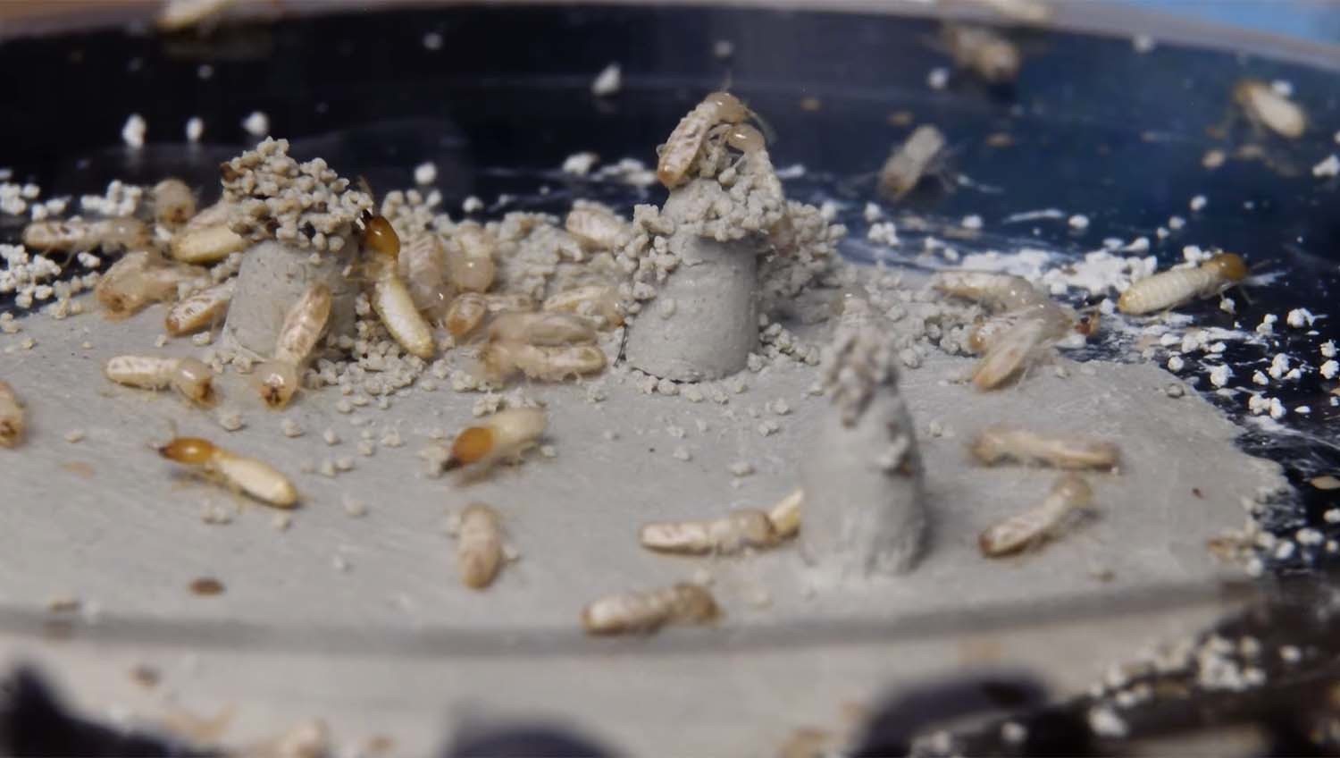 아시아집흰개미 / 'Morphospace' 유튜브