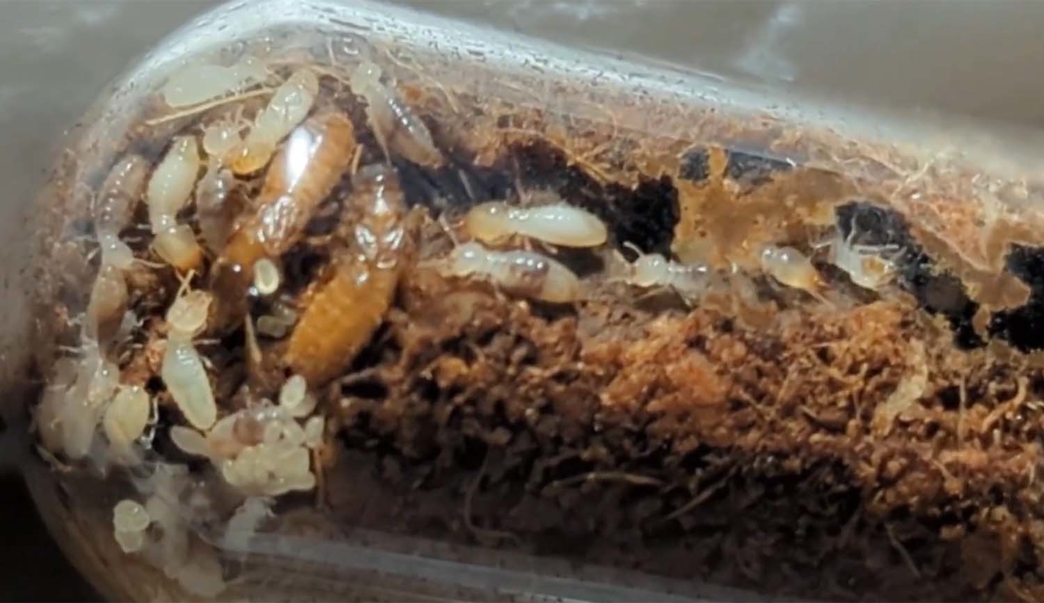 대만흰개미 / 'cicada fun' 유튜브