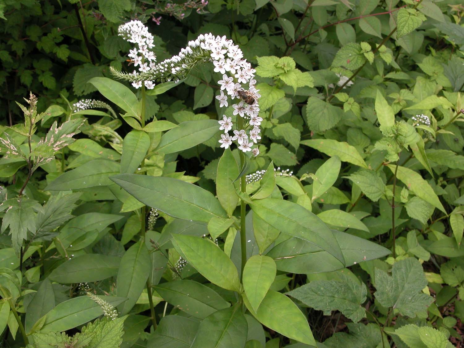 큰까치수염 / 국립생물자원관