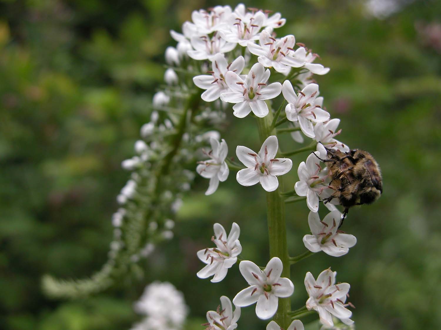 큰까치수염 / 국립생물자원관