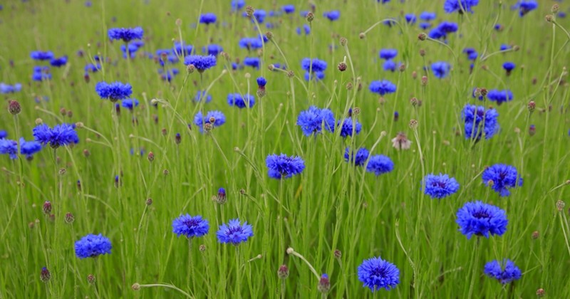 수레국화 / R. Maximiliane-shutterstock.com