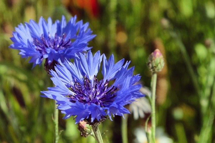 수레국화 / Alex Manders-shutterstock.com