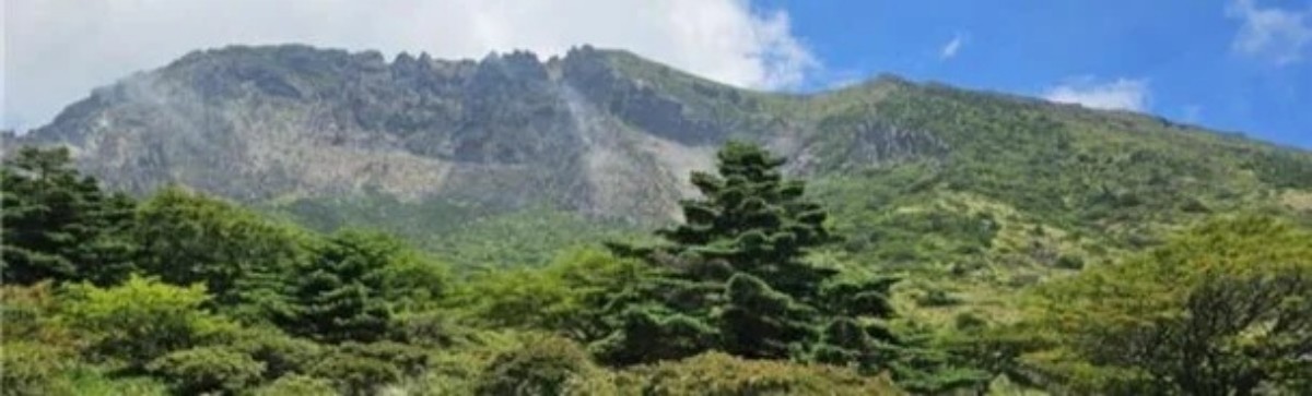 구상나무 대표목 / 제주도세계유산본부 제공